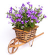 violet flowers in basket violet flowers in basket