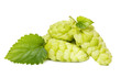 hop isolated on white hop isolated on white