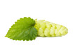 hop isolated on white hop isolated on white