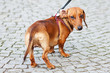 small dog dachshund against the paving stones