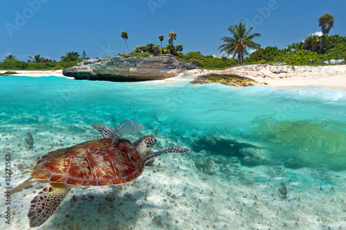 Foto-PVC Boden - Caribbean Sea scenery with green turtle in Mexico