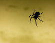 Silhouette einer Spinne