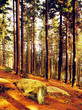 Photo: woodland woodland