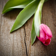 pink tulip on weathered wooden board