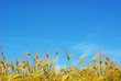 wheat