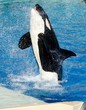 Killer Whale