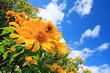 Beautiful Maxican Sunflower Beautiful Maxican Sunflower