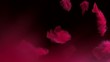 Feathers falling, Slow Motion