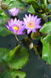 Lotus flowers in water pond