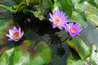 Lotus flowers in water pond