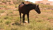 Handsome brown horse eating grass
