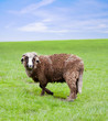 Lamb, meadow, blue sky