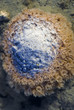 boulder coral boulder coral