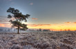 Scots Pine on frozen heath. Scots Pine on frozen heath.