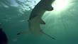 Requin - Shark