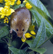 Zwergmaus_116882