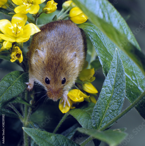 Photo: Zwergmaus_116882 Zwergmaus_116882