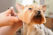 yorkshire terrier