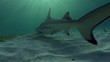 Requin - Shark