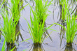 Cornfield