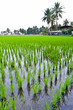 Cornfield