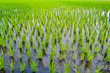 Cornfield