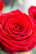 Foto: rote Rosen rote Rosen