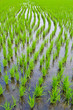 Cornfield