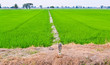Cornfield
