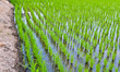 Cornfield