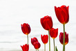 rote Tulpen 2