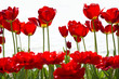 roteTulpen 3