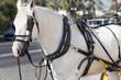 carriage