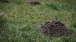 Maulwurfshügel auf der Wiese wird zertreten