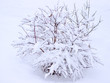 Fresh snow on the branches of bush Fresh snow on the branches of bush