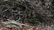 Video: Kompost Kompost