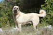 drôle d'allure du chien de berger