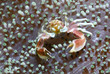 Porzellankrabbe