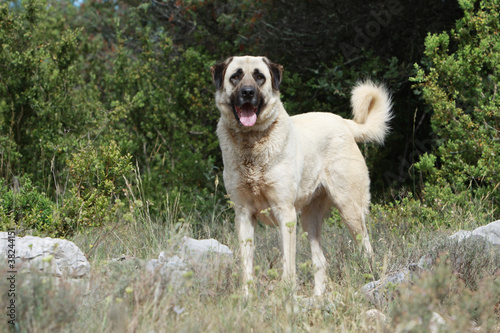 Photo: Anatolischer Hirtenhund Anatolischer Hirtenhund
