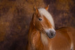 Pferde -  Haflinger