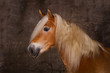 Pferde -  Haflinger