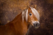 Pferde -  Haflinger