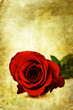 red rose card