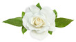 White rose isolated on white