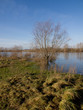 Hochwasser am Rhein