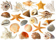 Collection of sea shells isolated on white