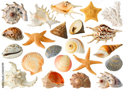 Photo: Collection of sea shells isolated on white Collection of sea shells isolated on white