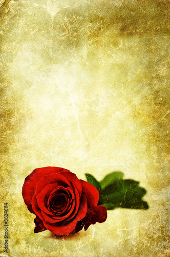 Photo: rose template rose template