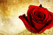 Photo: vintage red rose vintage red rose