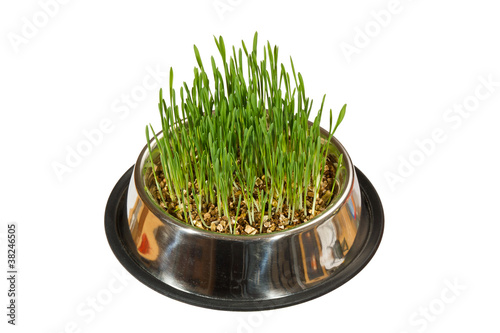 Photo: Vegetarismus Vegetarismus